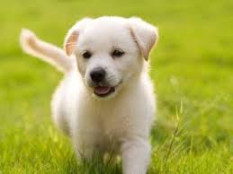 Hewan domestik yang tergolong ordo karnivora. Helly Guk Guk Guk Mandi Bola Lagu Anak Indonesia Hd Youtube Puppies Labrador Puppy Training Pets