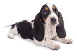It is also essential to start looking for a pup. 1 Basset Hound Puppies For Sale In Austin Tx Uptown