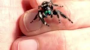 74 results for peacock spider. World Of Phids Jumping Pet Spiders Llc