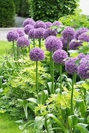 Pin Auf Fiori Giardino