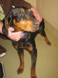 Black And Tan Coonhound For Sale In Sc Black And Tan Coonhound F Named Phoebe In Monroe Nc Union County Animal Services 704 283 8303 Diana Williams Co Union Nc Us Coonhound