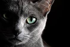 Russian blues give an overall impression of being a long, slender, elegant cat. Russian Blue Cats Pet Health Insurance Tips