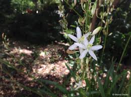 Image result for Chlorophytum krookianum