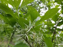Image result for Chionanthus foveolatus