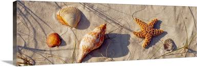Check spelling or type a new query. Close Up Of A Starfish And Seashells On The Beach Dauphin Island Alabama Wall Art Canvas Prints Framed Prints Wall Peels Great Big Canvas