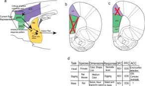 It consists of brodmann areas 24, 32, and 33. Neural Structures Underlying Set Shifting Roles Of Medial Prefrontal Cortex And Anterior Cingulate Cortex Sciencedirect