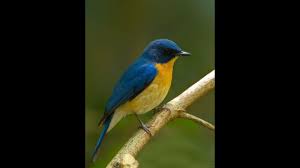 Maybe you would like to learn more about one of these? Inilah 47 Nama Nama Burung Langka Di Indonesia Youtube