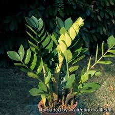 Image result for Zamiokulkas Zamioculcas