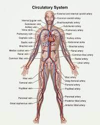 Circulatory System Definition Functions Organs Diseases Biology Dictionary Human Anatomy And Physiology Anatomy And Physiology Human Anatomy