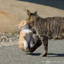 From Morikencatphoto Double Tap Shop For Cat Lovers Beautiful Kittys Bio Cat Lovers Cats Cat Day
