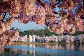 Things To Know About The 2020 National Cherry Blossom Festival In Dc The cherry blossom festival celebrates the spring blooming of the yoshino cherry trees in macon, ga, with 10 days of fun, concerts, shopping, food & more! national cherry blossom festival in dc