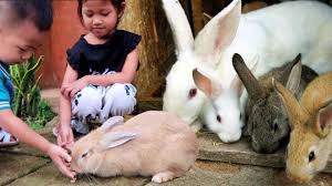 Maybe you would like to learn more about one of these? Yuk Kasih Makan Kelinci Lucu Mengenal Hewan Liburan Sekolah Di Batu Malang Taman Kelinci Youtube