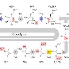 The 10 Steps Of Glycolysis
