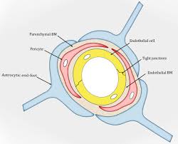 Basement membrane has three main functions: Basement Membrane And Blood Brain Barrier Stroke And Vascular Neurology