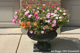 Image result for Portulaca