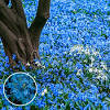 Once you spot these blooms, you'll know it's soon time to get back to work in your garden! Https Encrypted Tbn0 Gstatic Com Images Q Tbn And9gcqpr02crehng4yww3yn5uihzzbcdvkavou0x Sedaplptqye5lr Usqp Cau