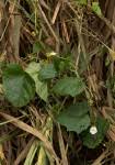 Image result for Lepistemon owariensis