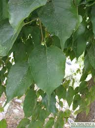 Image result for Maclura africana