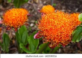 Image result for Scadoxus puniceus