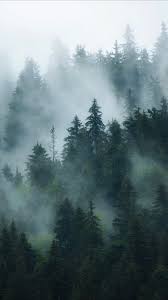 Foggy Forest Background Forest Wallpaper Foggy Forest Forest Background