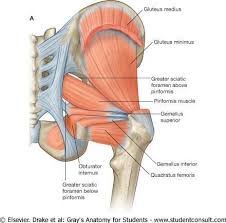 Three Gluteal Muscles Gluteus Maximus Muscle Gluteus Medius And Gluteus Minimus Anatomy Muscle Anatomy Medical Anatomy