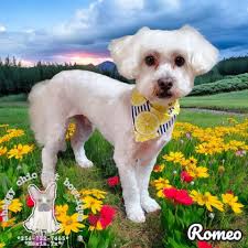 We have openings as soon as tomorrow! Call or text to book! 254-722-7465  *Pics are always available upon request for an additional $5. Check our  previous posts for current specials!