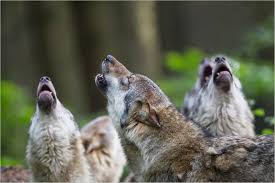 Check spelling or type a new query. Redewendung Mit Den Wolfen Heulen Geolino