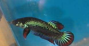 Antara sebab nilai ikan laga ini tinggi adalah disebabkan hampir separuh ikan laga liar di malaysia telah mengalami kepupusan yang mendadak. Ikan Pelaga Jantan Kawin Ikan Laga Liar