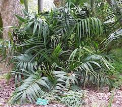 Image result for Chamaedorea radicalis