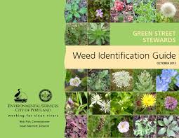 Weed Identification Guide Portland Oregon Pages 1 34