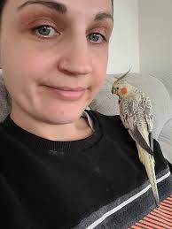 Missing Muscovy Duck in Belmont Area