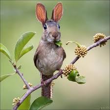 Photoshop Hybrid Animals 08 Jpg 590 590 Photoshopped Animals Animal Mashups Weird Animals
