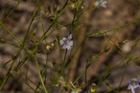 Image result for Wahlenbergia banksiana