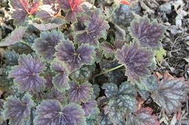Image result for heuchera americana