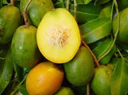 Spondias Cytherea Ambarella Frutas E Vegetais Frutas Exoticas Frutas