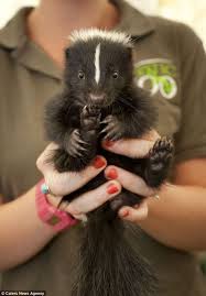 Flower A Seven Week Old Skunk Twenty Of Britain S Most Odour Able Creatures Battled It Out To Land The Top Prize At The First Ever Pet Animals Beautiful Cute Animals Baby Animals
