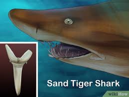 Shark teeth identification guide how to identify shark teeth shark's teeth are replaced continuously and they can shed thousands of teeth during a. How To Identify Shark Teeth 15 Steps With Pictures Wikihow