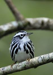 Black And White Warbler Song Black White Warbler Cross Harbor Abaco Bahamas Black And White Birds Bahamas