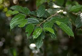 Image result for Celtis africana
