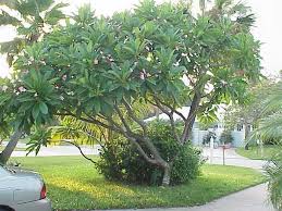 Pin On Frangipani Tree
