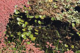 Image result for Potamogetonaceae