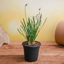 Image result for Tulbaghia fragrans