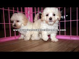 Caring for a maltipoo includes daily brushing for long coats. Maltipoo Puppies For Sale In Nc Craigslist 07 2021