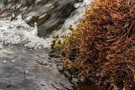 Image result for Inversodicraea