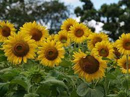 1000 Words Essay 67 Summer Sunflowers Sunflower Healing Herbs Flower Quotes
