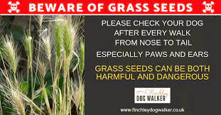 Grass Seeds Are A Danger To Your Dog Finchley Dog Walker