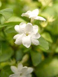 Jasmine Makes A Great Fragrant Plant To Gift Fence Plants Jasmine Plant Plants