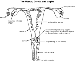 female reproductive anatomy the garden of fertility