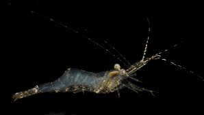 Image result for Paralepistemon shirensis