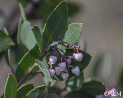 Image result for Manniophyton